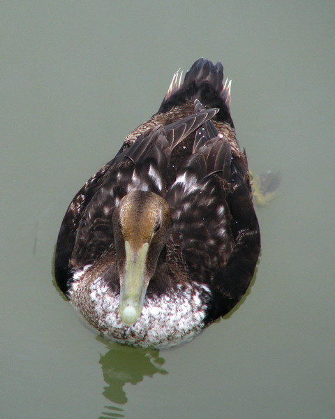 Common Eider
